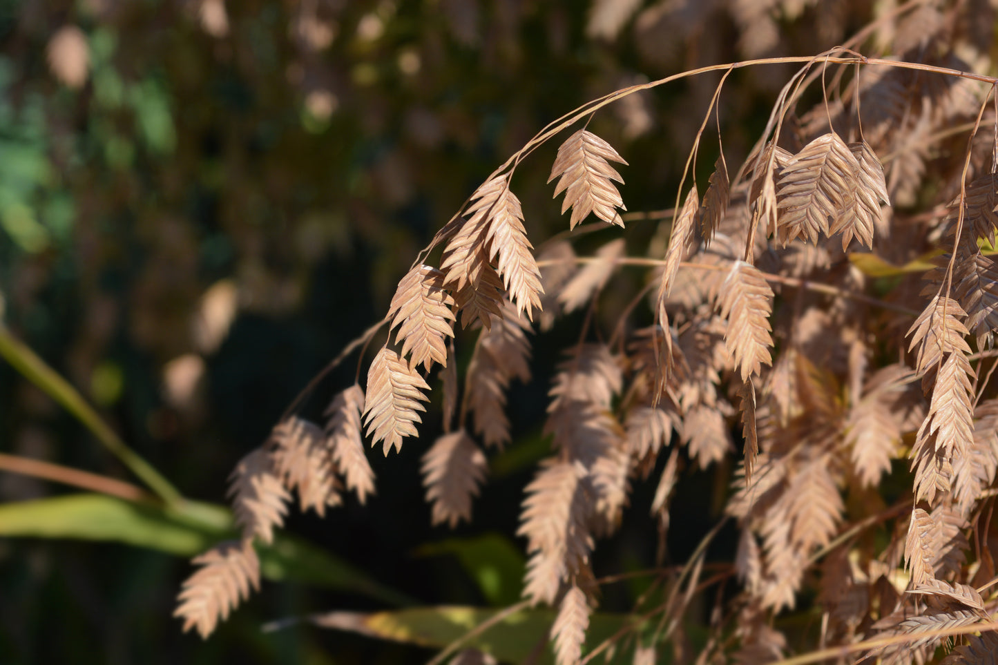 100 RIVER OATS (Northern Sea Oats / Inland Oats) Ornamental Uniola Latifolia Grass Seeds
