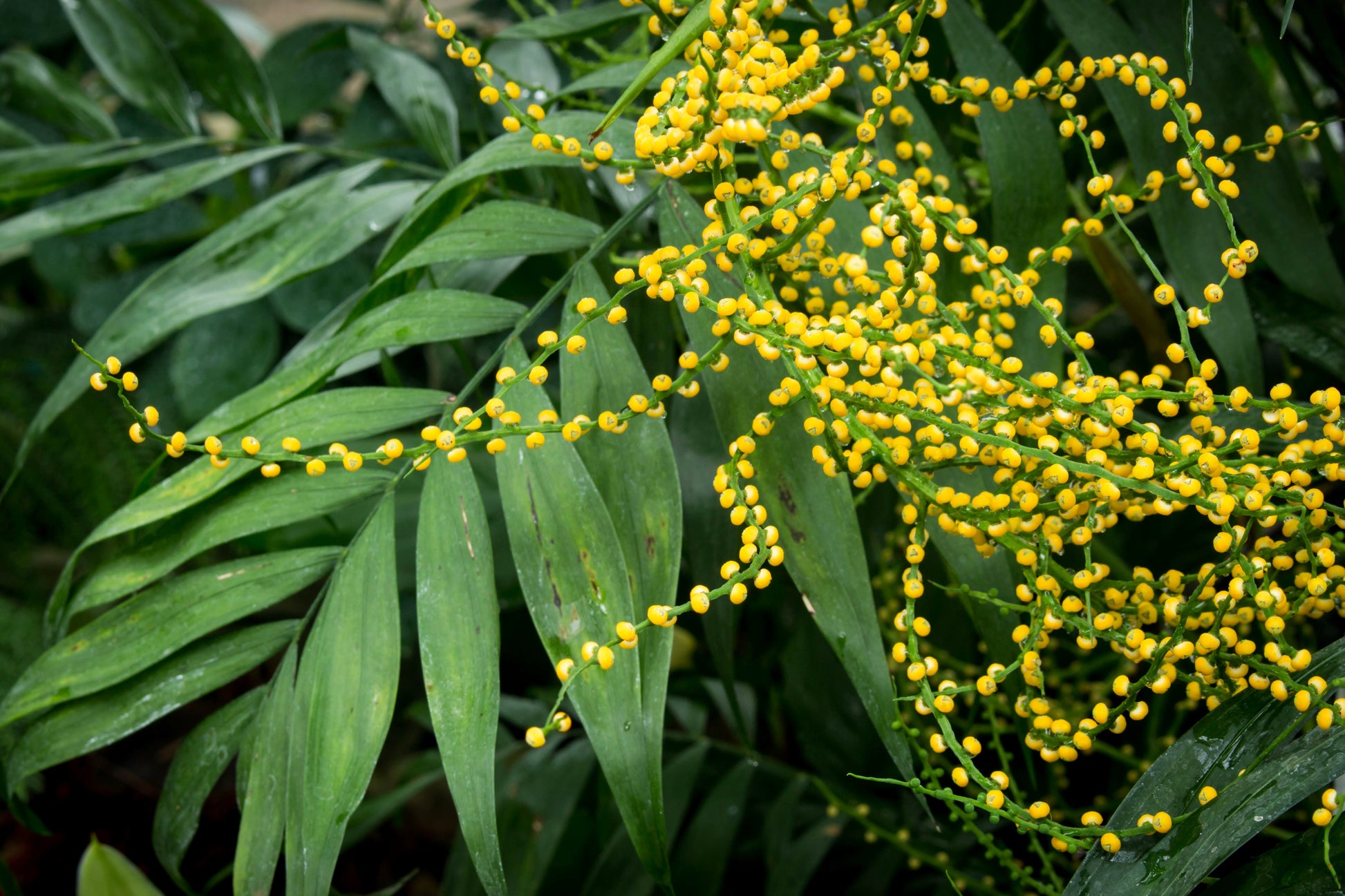 do parlor palms flower 15 PARLOR PALM Neanthe Bella Palm Chamaedorea Elegans Tree Houseplant Seeds