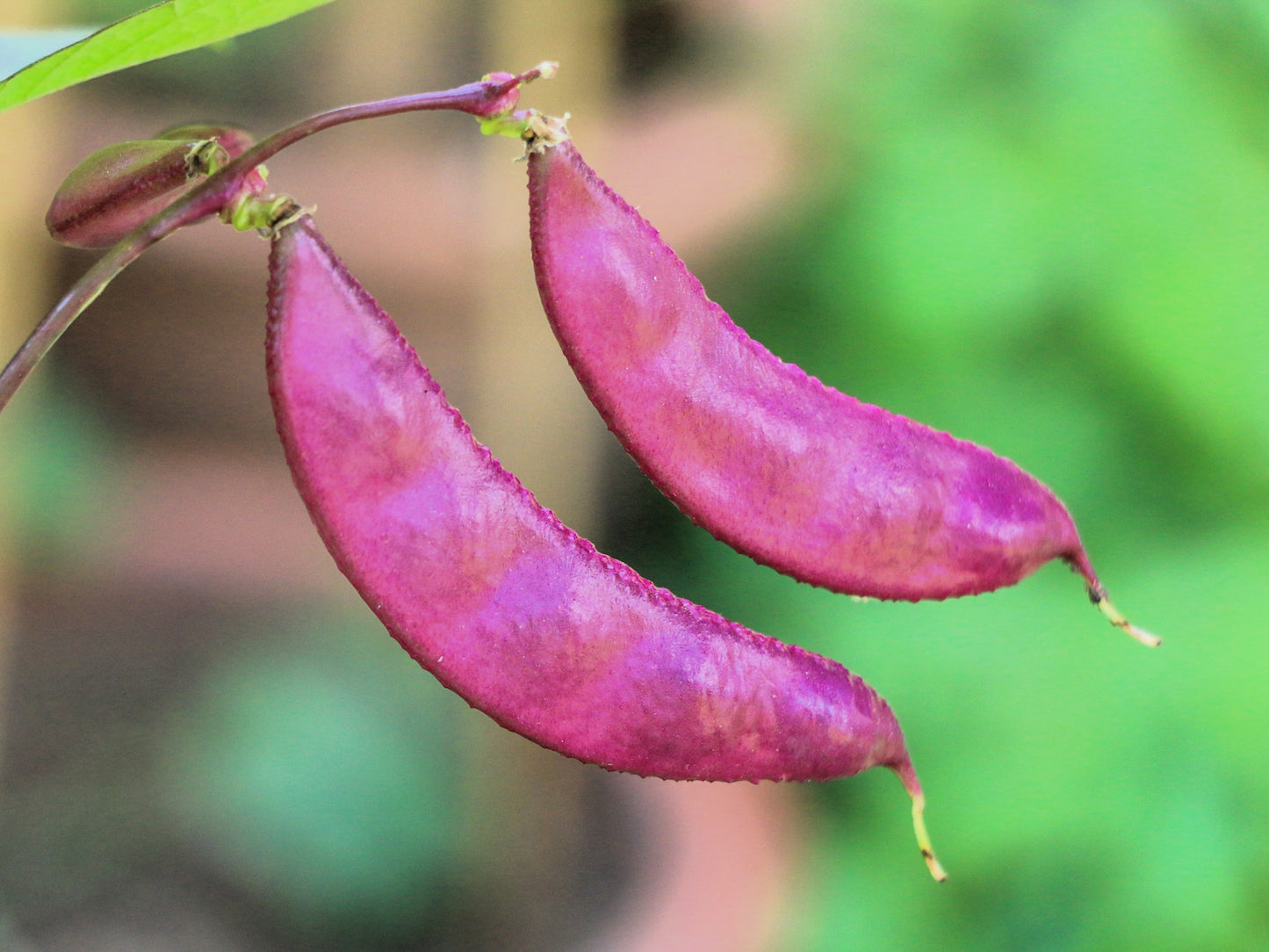 10 Ruby Moon HYACINTH BEAN Lablab Purpureus Blue Purple White Flower Ornamental Vine Seeds
