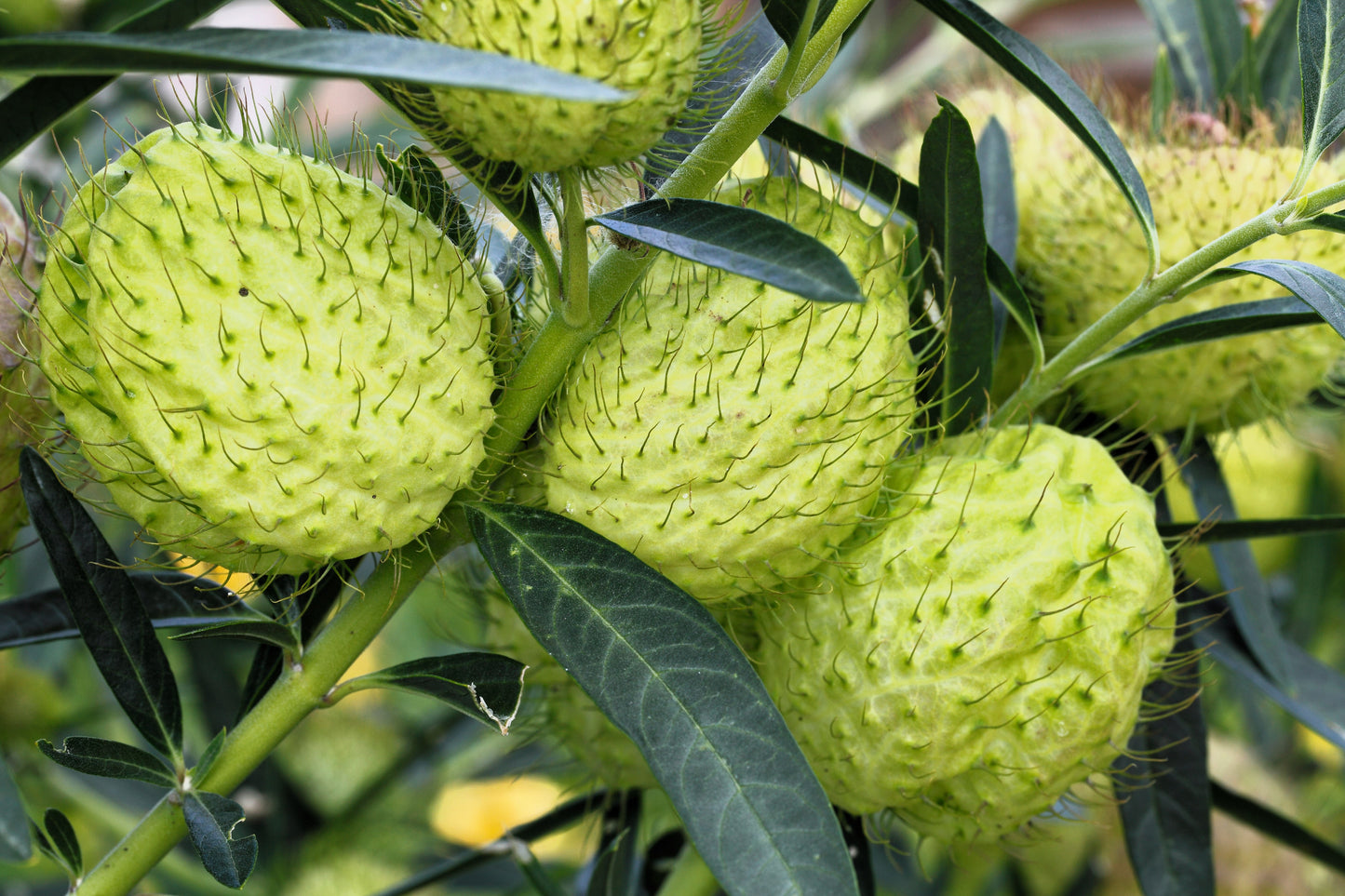 10 BALLOON MILKWEED Hairy Balls Butterfly Weed Asclepias Gomphocarpus Physocarpus Monarch Flower Seeds