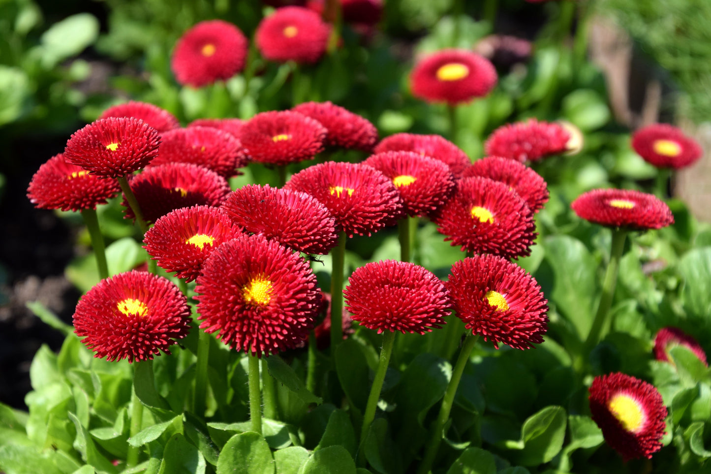 100 RED ENGLISH DAISY Bellis Perennis Double Flower Seeds