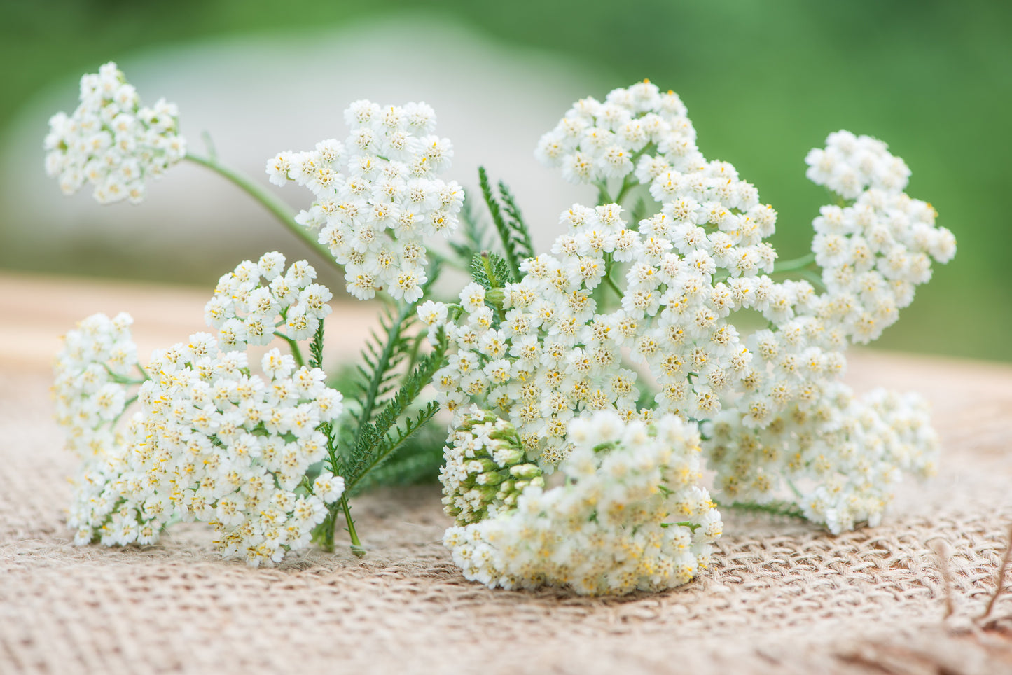 1000 WHITE YARROW Achillea Millefolium Flower Seeds