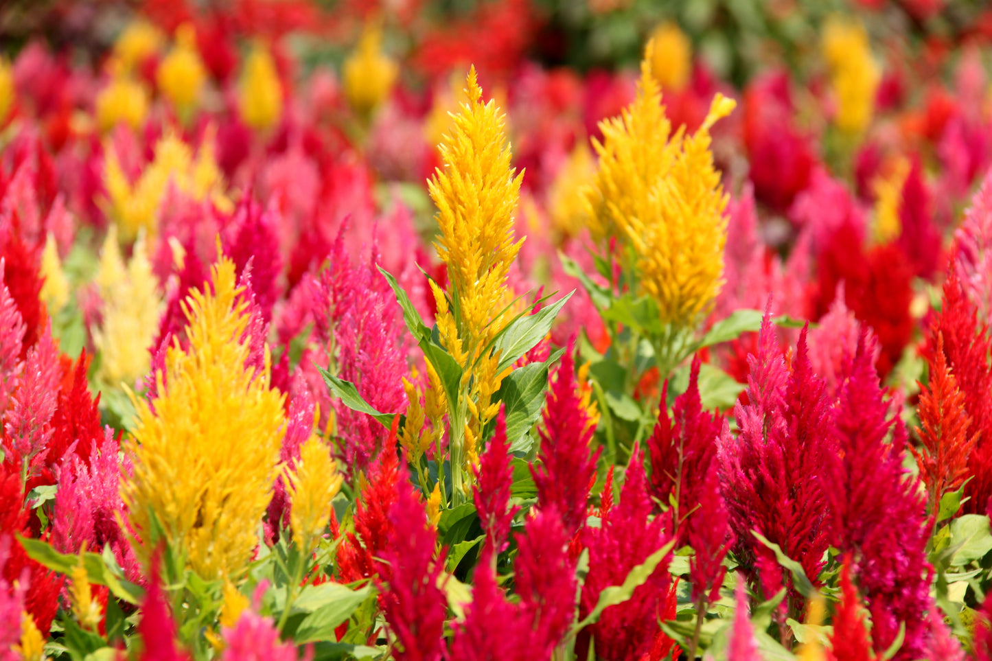 150 Mixed PAMPAS PLUMES COCKSCOMB Celosia Plumosa Flower Seeds