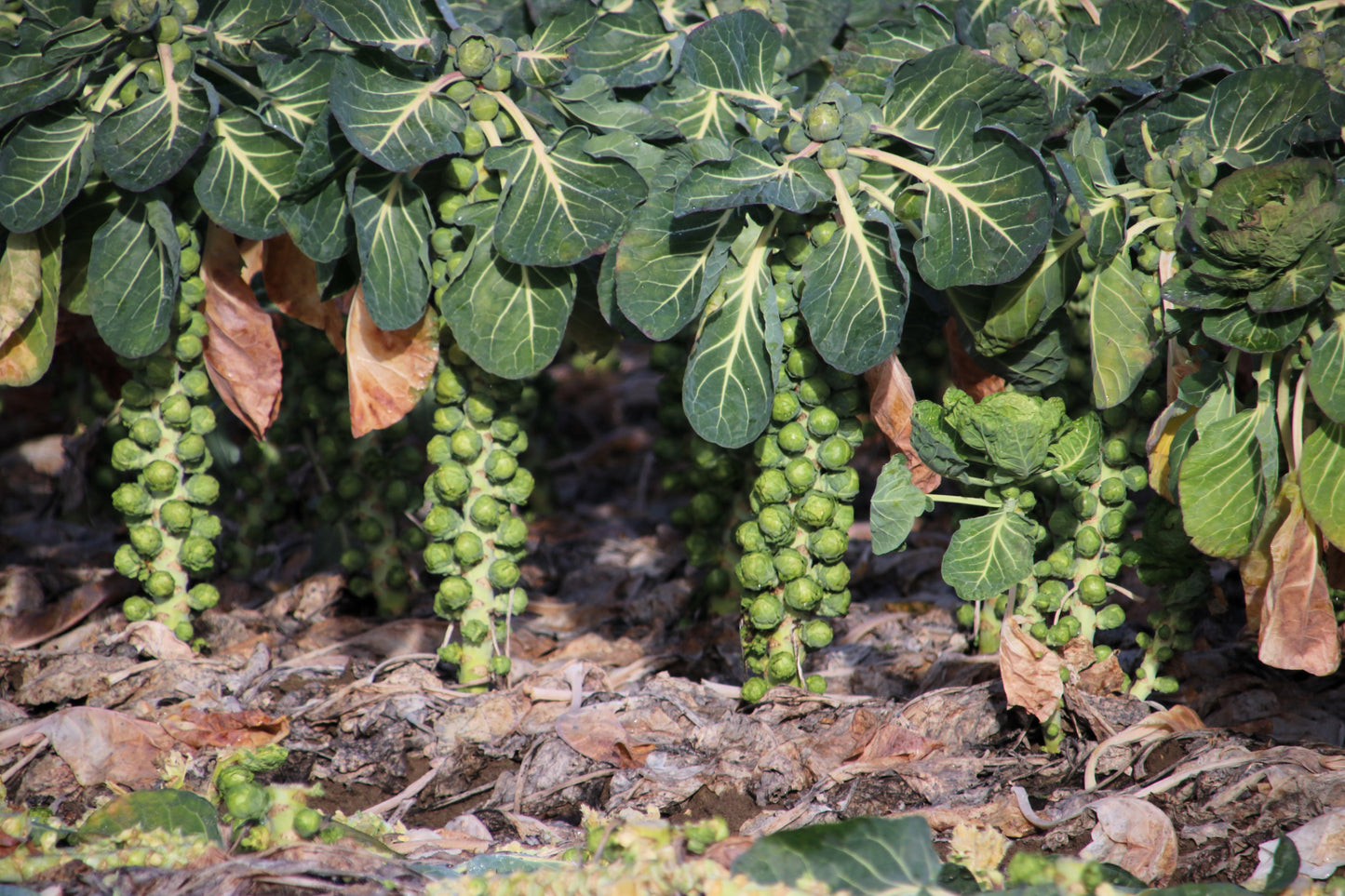 1000 Long Island IMPROVED BRUSSEL SPROUTS Brassica Oleracea Gemmifera Vegetable Seeds