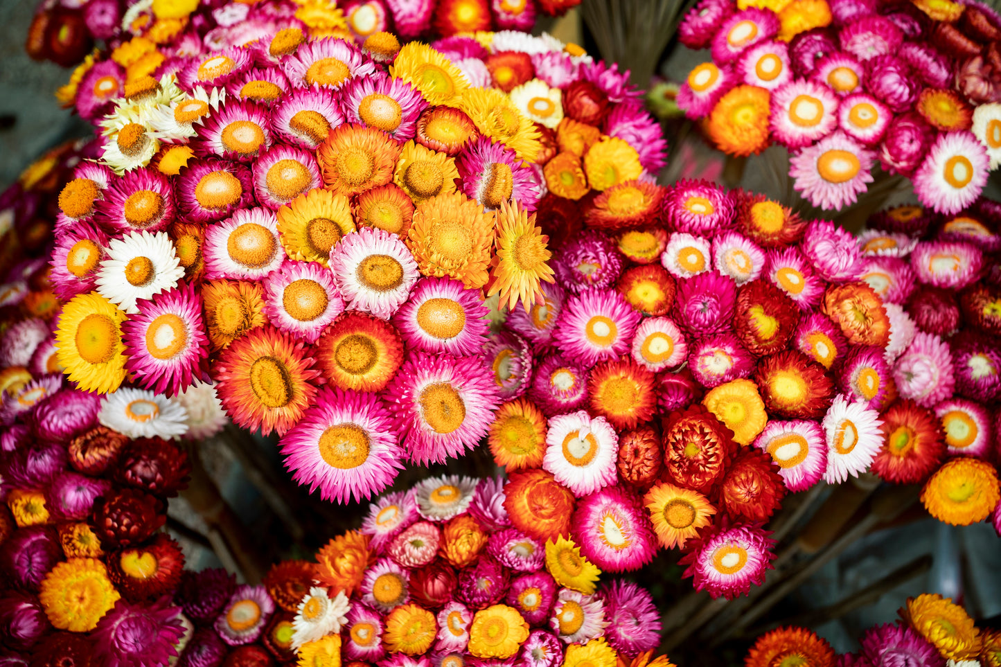 100 TALL Double MIXED Colors STRAWFLOWER Xerochrysum Bracteatum Helichrysum Monstrosum Flower Seeds