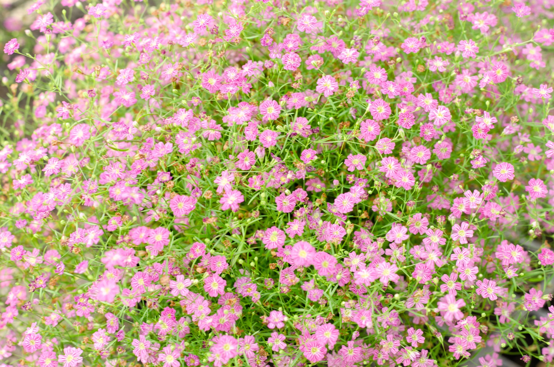gypsy plant seeds 350 RED BABYS BREATH Gypsophila Elegans Baby's Breath Flower Seeds – Seedville USA