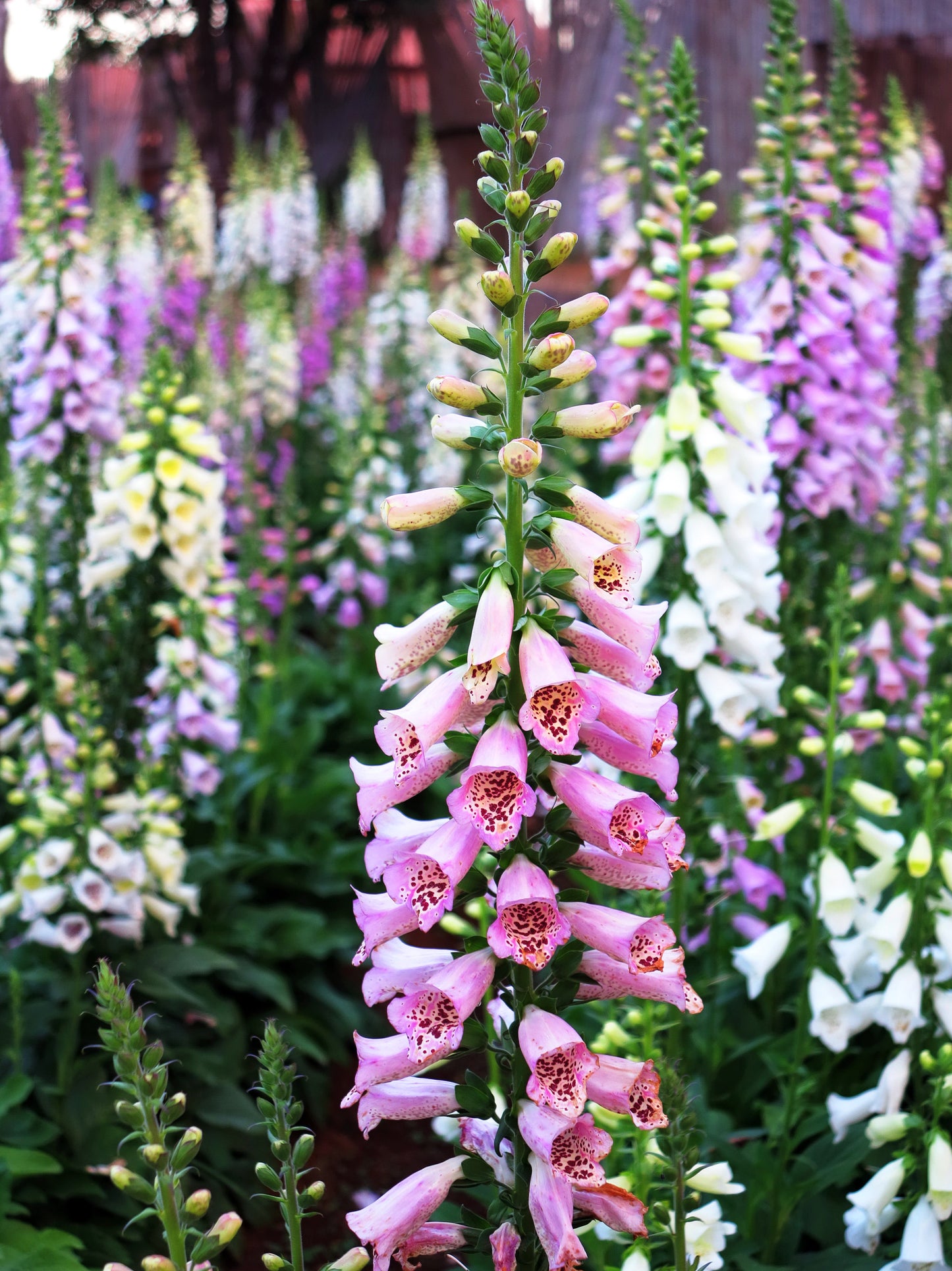 1000 Seeds MIXED FOXGLOVE Digitalis Purpurea Flower Seeds