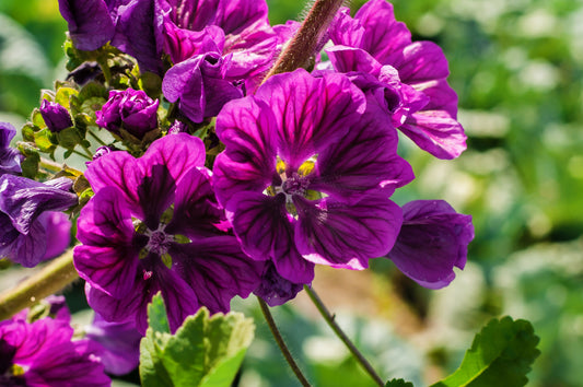 20 MAURITIAN MALVA Mallow Malva sylvestris var. mauritania Flower Seeds