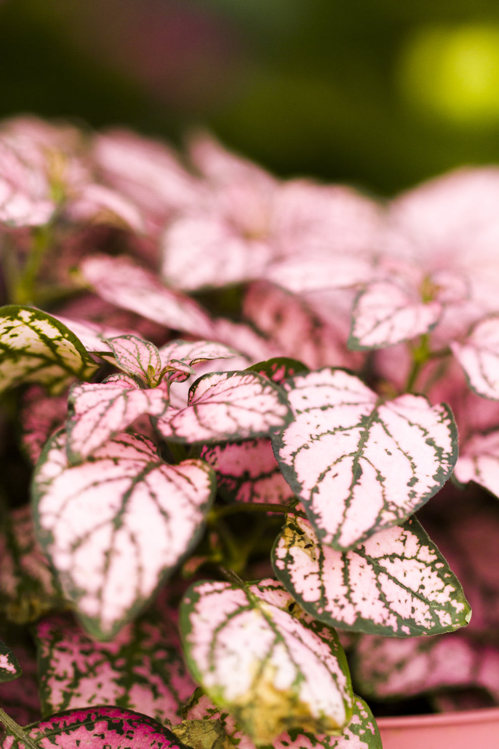 10 Dwarf PINK POLKA DOT PLANT Splash Select Hypoestes Phyllostachya Fl ...