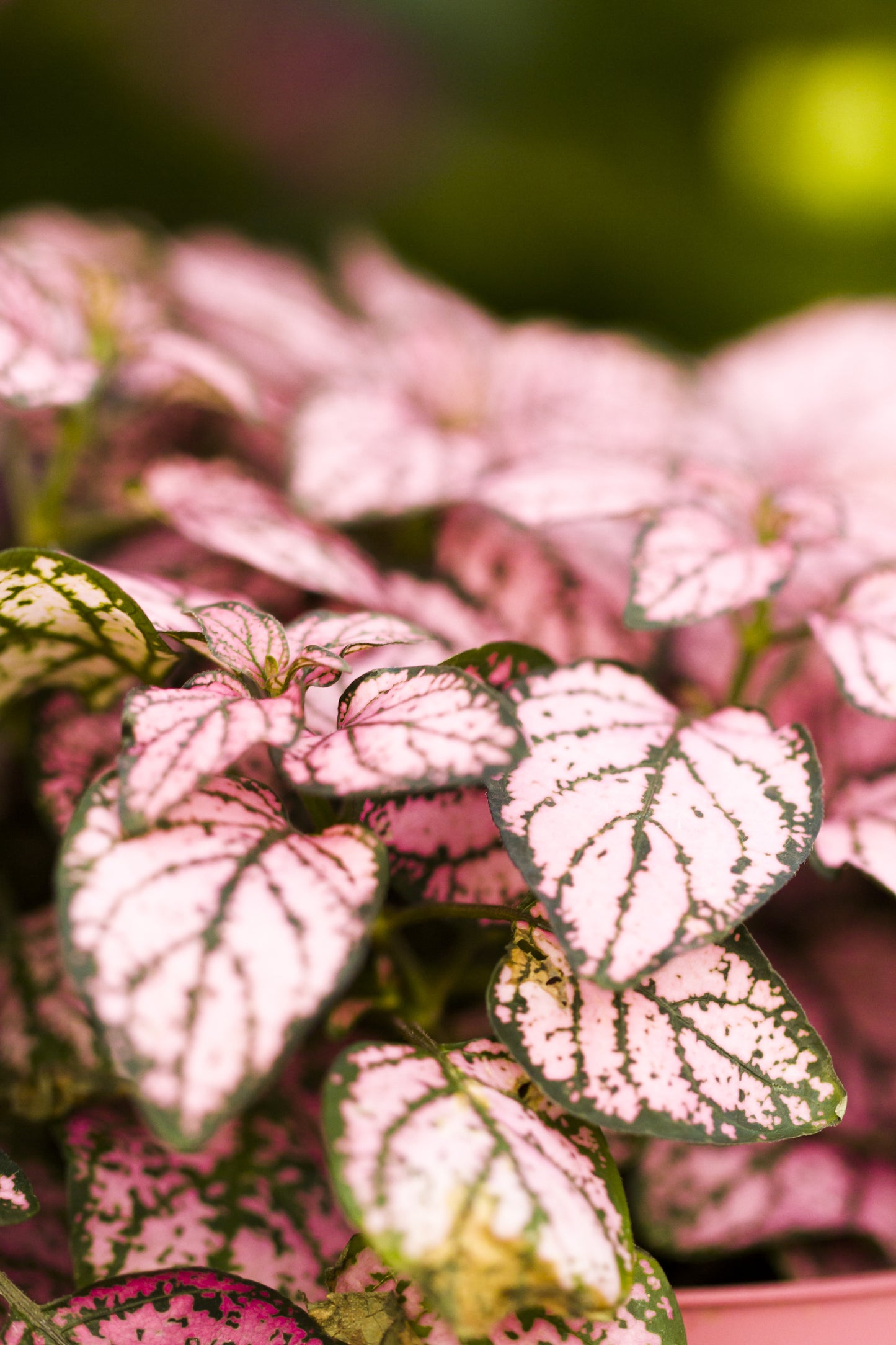 10 Dwarf PINK POLKA DOT PLANT Splash Select Hypoestes Phyllostachya Flower Houseplant Seeds