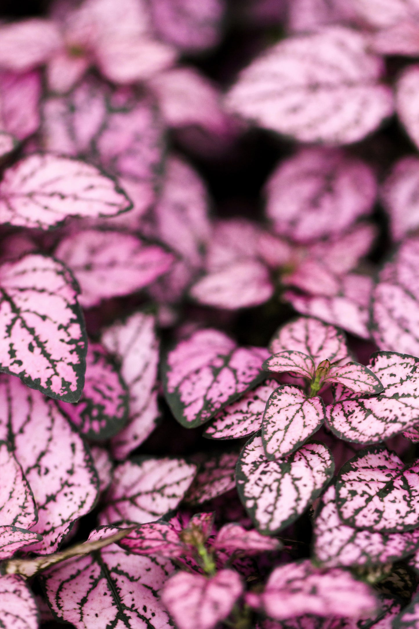 10 Dwarf PINK POLKA DOT PLANT Splash Select Hypoestes Phyllostachya Flower Houseplant Seeds