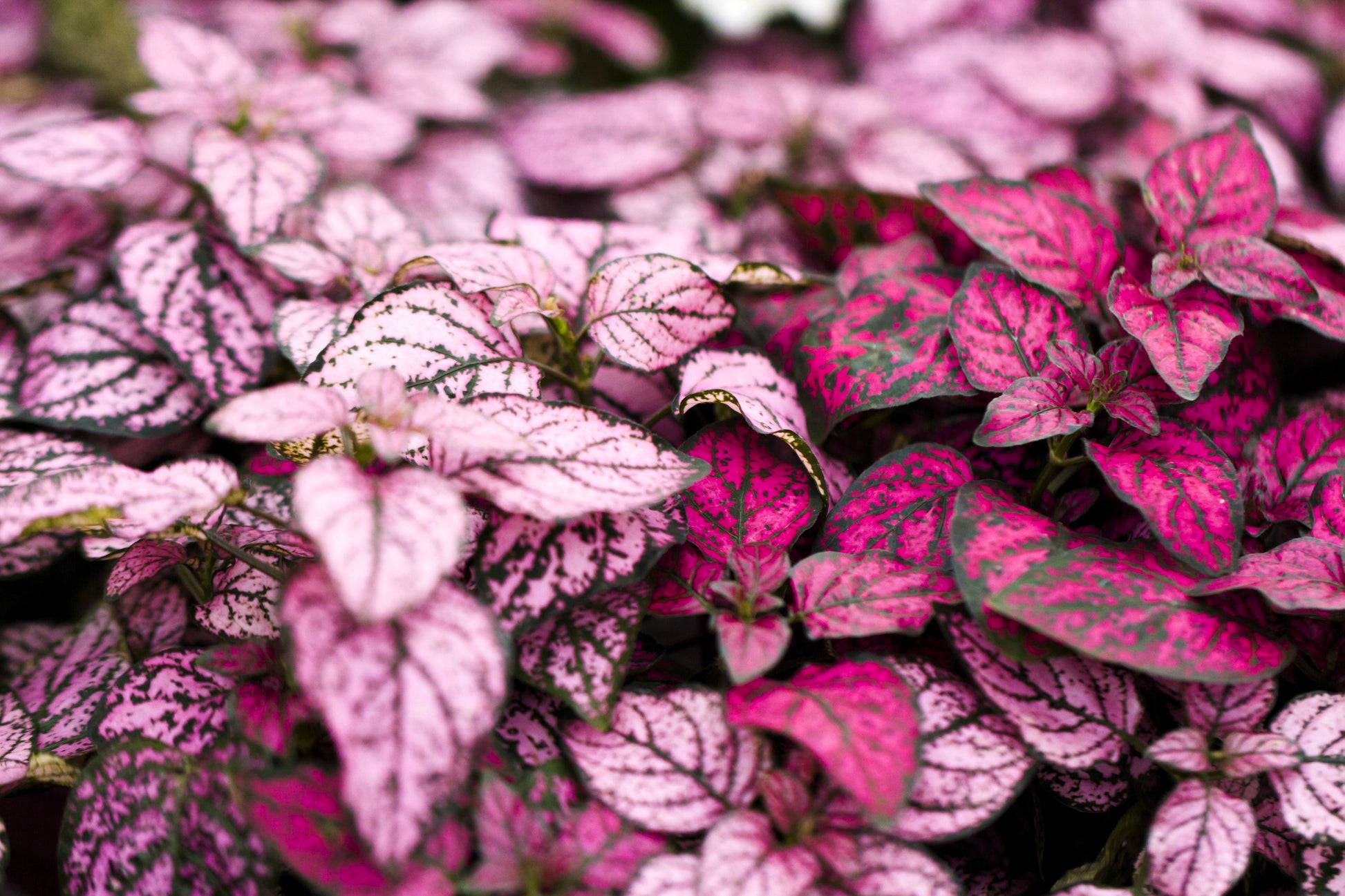 pink speckled house plant 10 Dwarf Mixed Colors POLKA DOT PLANT Red Pink White Rose Splash Selec – Seedville USA