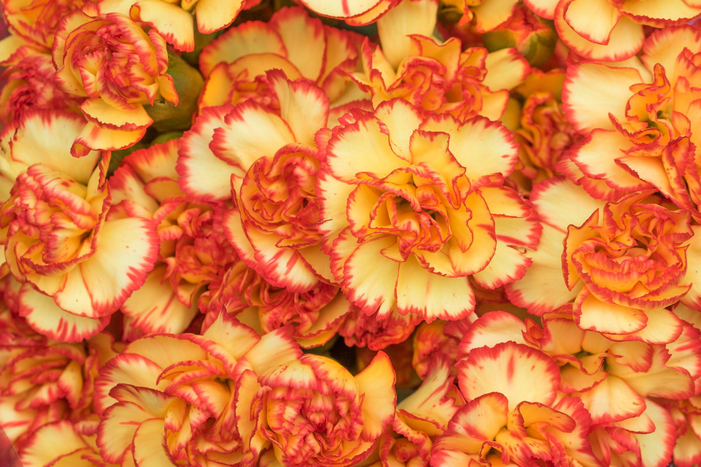 50 PICOTEE MIX CARNATION Dianthus Caryophyllus Double Bicolor Striped Flower Seeds