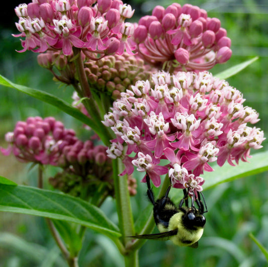 75 RED SWAMP MILKWEED Asclepias Incarnata Flower Seeds