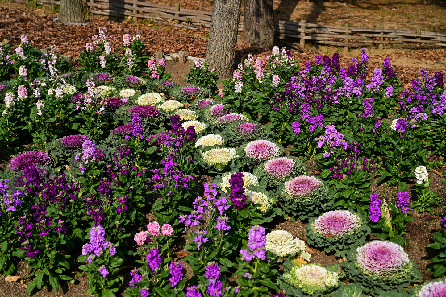 50 MIXED ORNAMENTAL CABBAGE Flowering Cabbage Brassica Oleracea Seeds