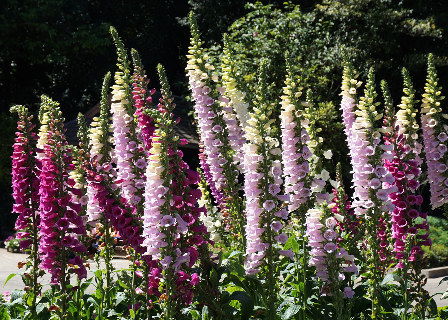 1000 FOXGLOVE EXCELSIOR MIX Digitalis Purpurea Mixed Colors Shade Flower Seeds