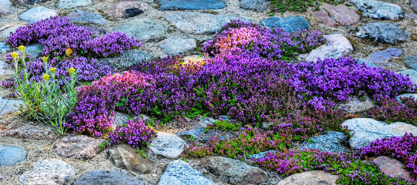 500 PURPLE ROCKCRESS Rock Cress Aubrieta Deltoidea Flower Seeds