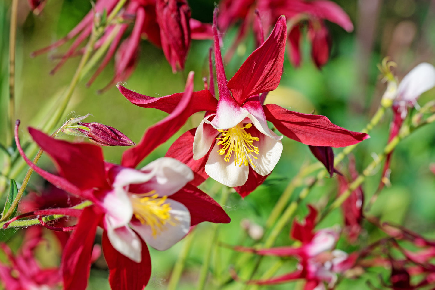25 CRIMSON STAR COLUMBINE Red & White McKana's Giant Aquilegia Flower Seeds