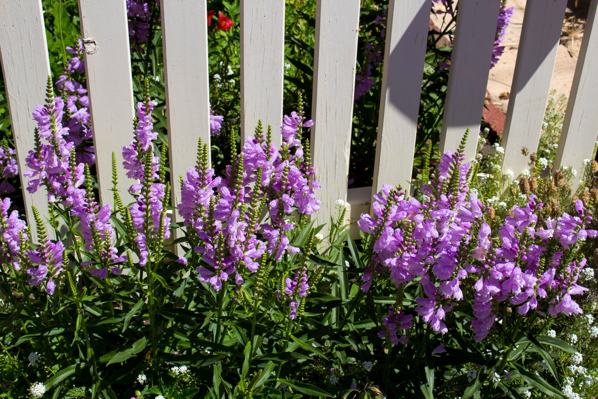 lavender obedient plant 50 PINK Showy OBEDIENT PLANT (False Dragon Head) Physostegia Virginiana Flower Seeds