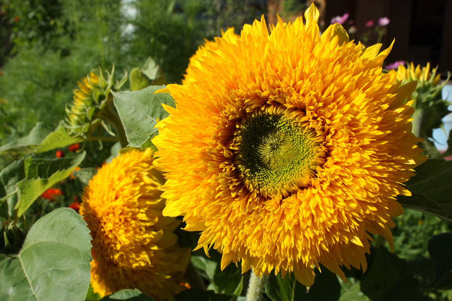 150 Double DWARF TEDDYBEAR SUNFLOWER Helianthus Annuus Yellow Flower Seeds