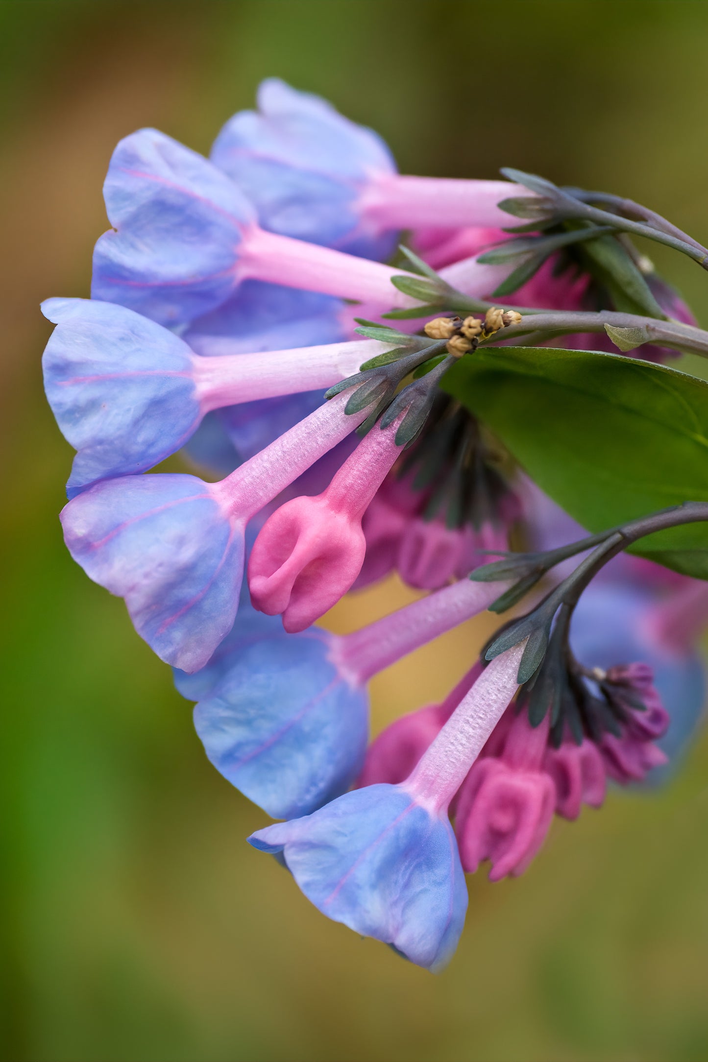 25 VIRGINIA BLUEBELLS True Blue & Pink Mertensia Virginica Flower Seeds