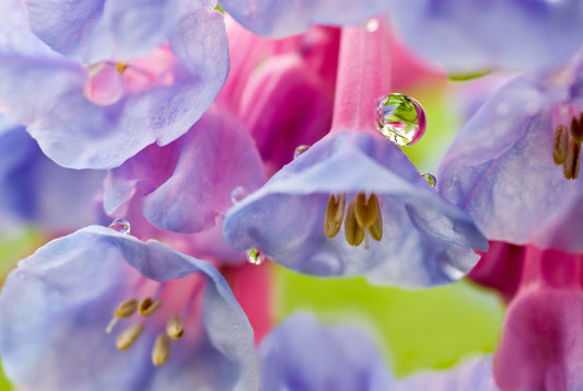 25 VIRGINIA BLUEBELLS True Blue & Pink Mertensia Virginica Flower Seeds