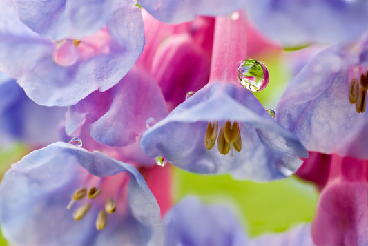 20 VIRGINIA BLUEBELLS True Blue & Pink Mertensia Virginica Native Shade Flower Seeds