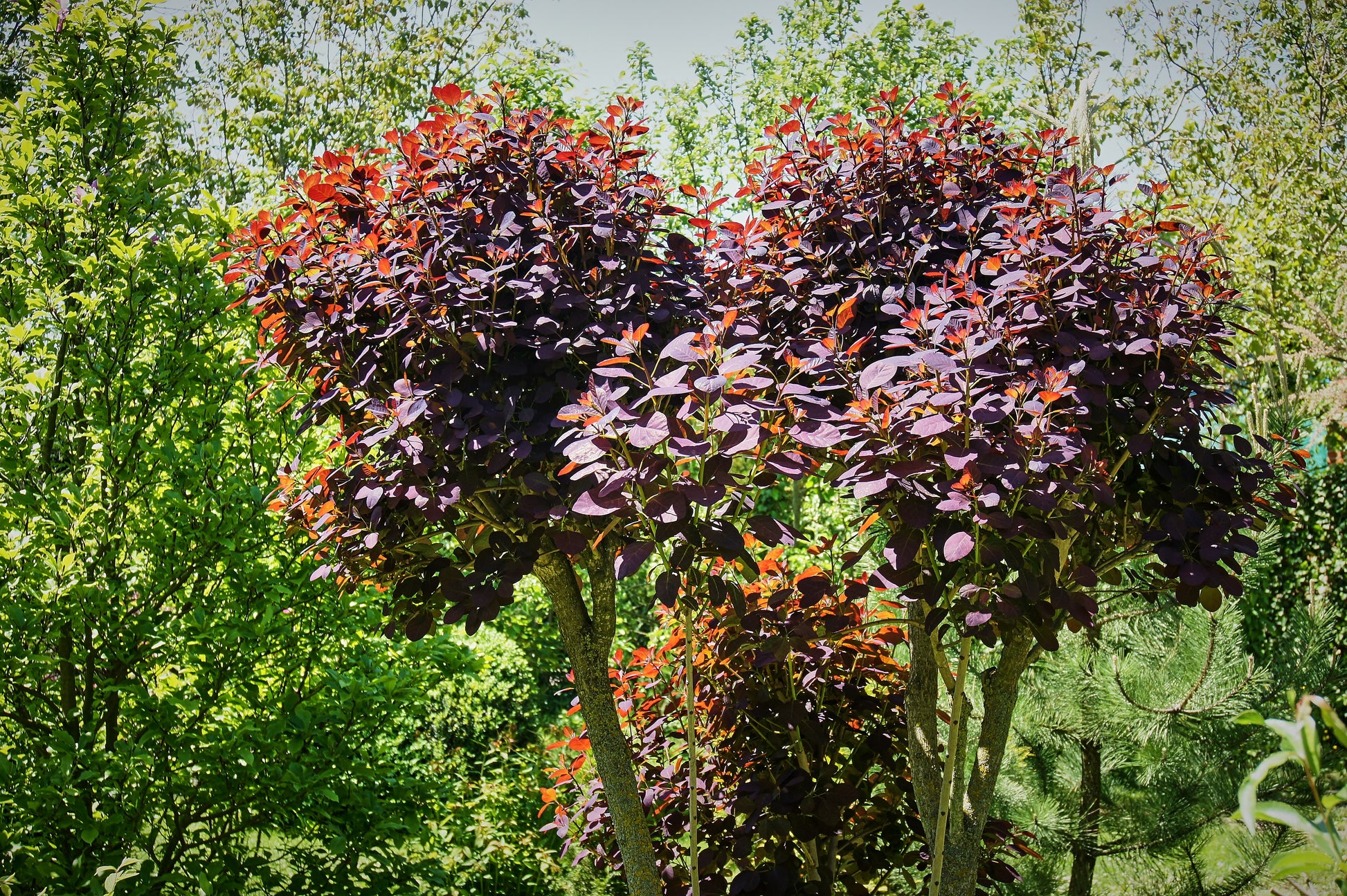 30 PURPLE SMOKE TREE Shrub Smokebush Cotinus Coggygria Rhus Cotinus Su Seedville USA 30 PURPLE SMOKE TREE Shrub Smokebush Cotinus Coggygria Rhus Cotinus Su Seedville USA