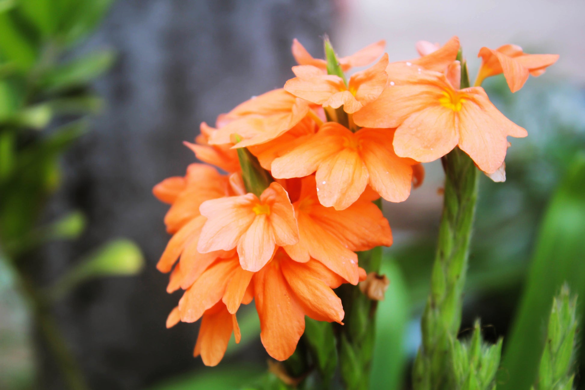 orange marmalade plant seeds 10 ORANGE MARMALADE CROSSANDRA Infundibuliformis Firecracker Flower Houseplant Seeds