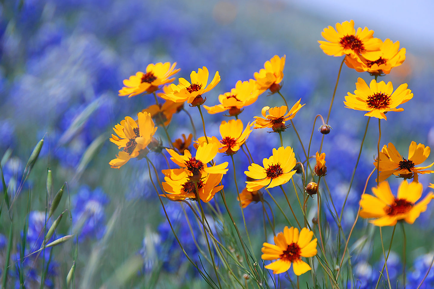 1000 GOLDEN WAVE COREOPSIS (Goldenmane Tickseed) Coreopsis Basalis Flower Seeds