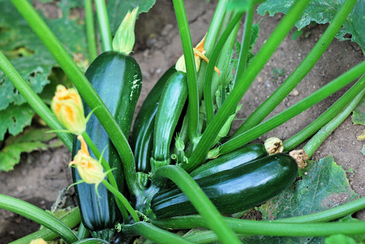 50 BLACK BEAUTY ZUCCHINI Summer Squash Cucurbita Pepo Vegetable Seeds