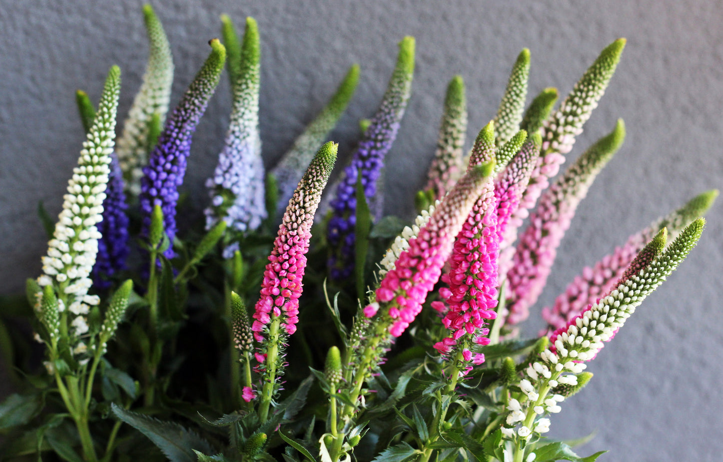50 Mixed Colors VERONICA SIGHTSEEING MIXTURE (Spike Speedwell) Veronica Spicata Flower Seeds