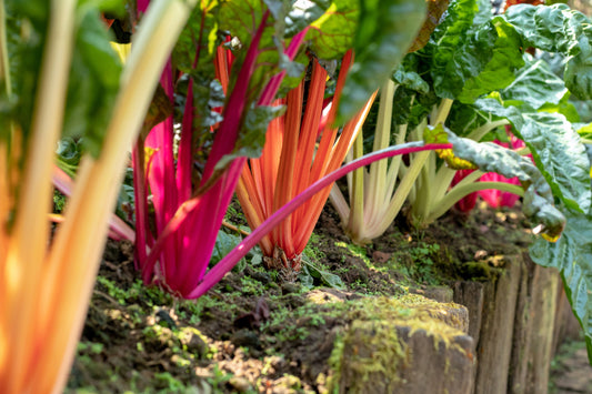 150 RAINBOW MIX SWISS CHARD Mixed Colors Beta Vulgaris Vegetable Seeds