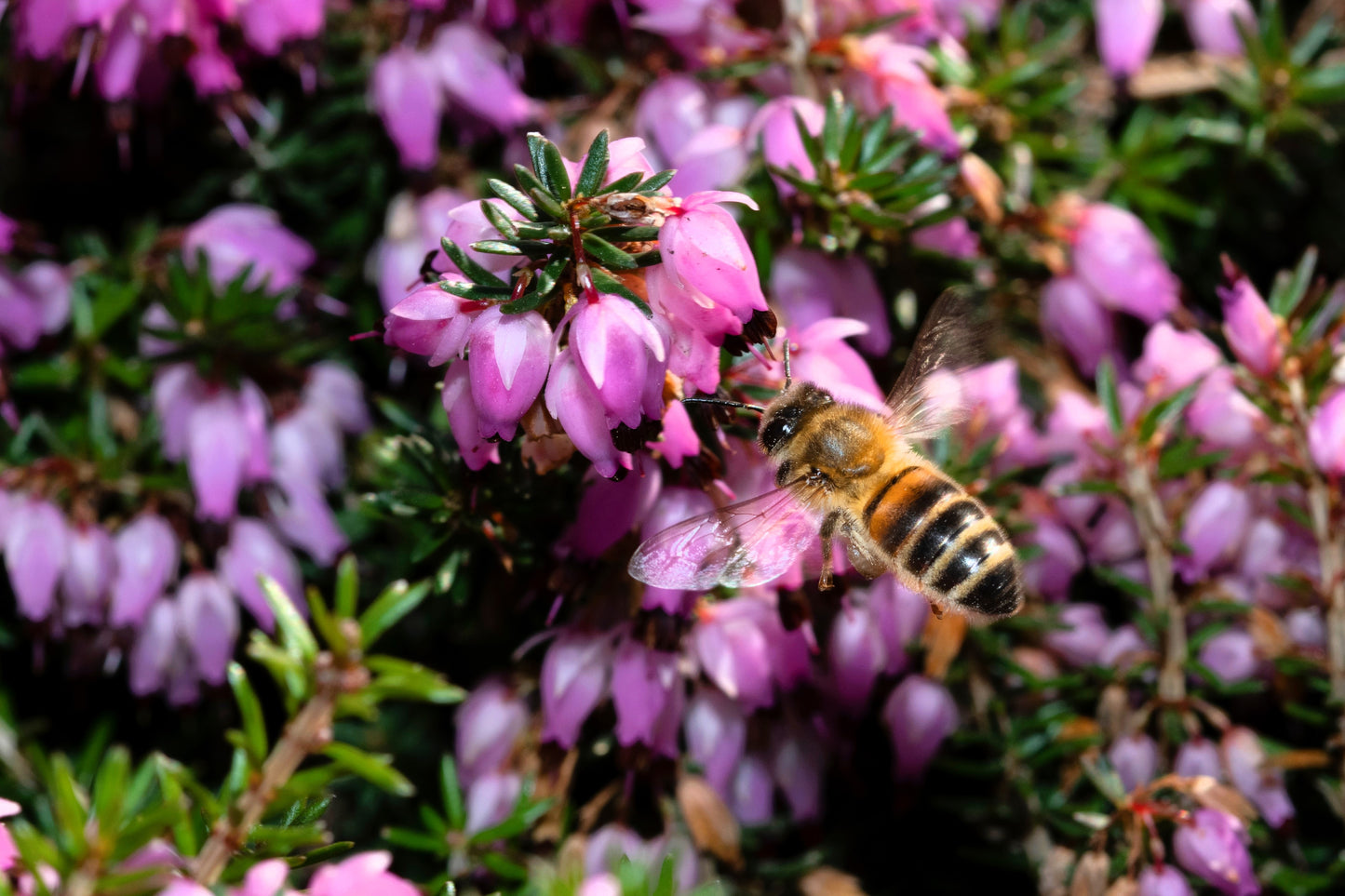 100 Scotch TRUE HEATHER Shrub Scot's Purple Pink Flower Calluna Vulgaris Seeds