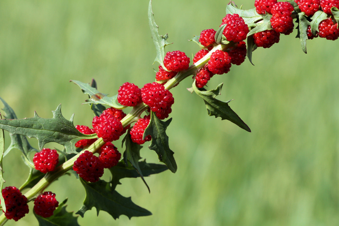 100 STRAWBERRY STICKS / SPINACH Chenopodium Foliosum Fruit Berry Seeds