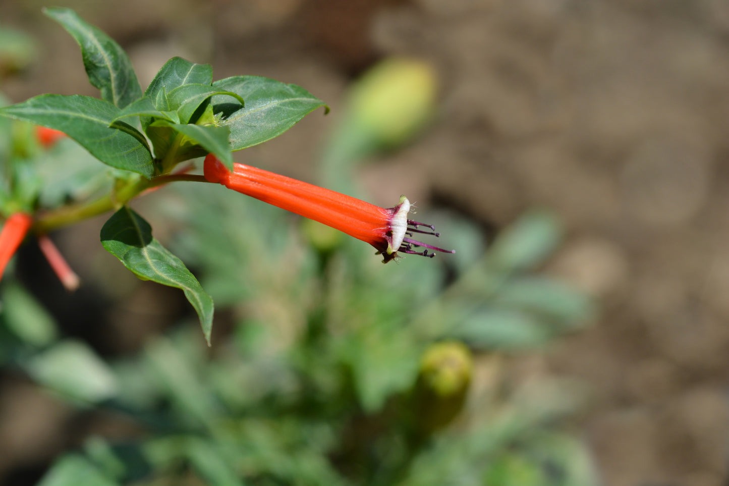 10 Red CIGAR PLANT Mexican Firecracker Cuphea Ignea Hummingbird Flower Seeds