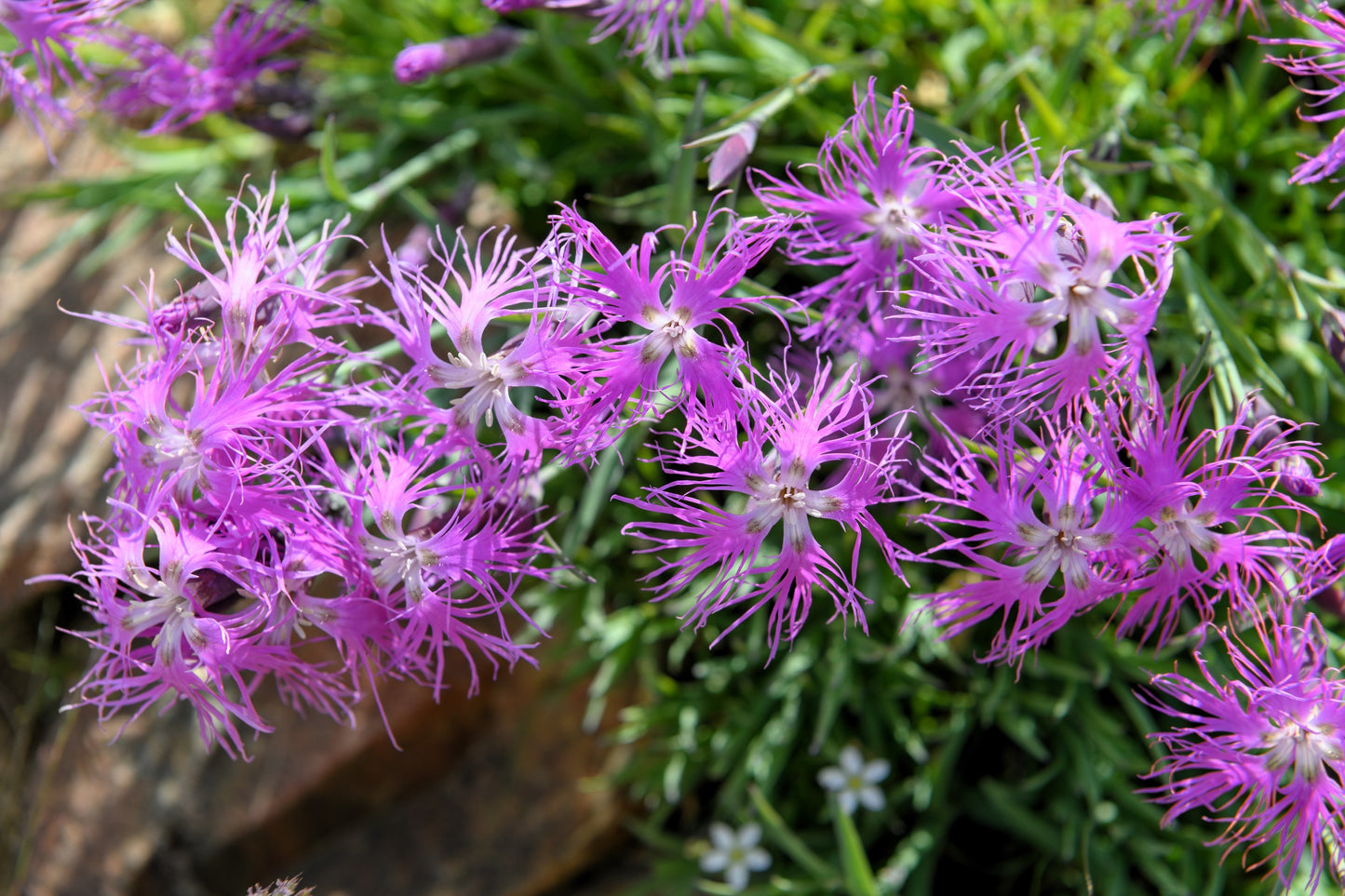 1000 FRINGED PINKS DIANTHUS Superbus White Pink Purple Flower Seeds