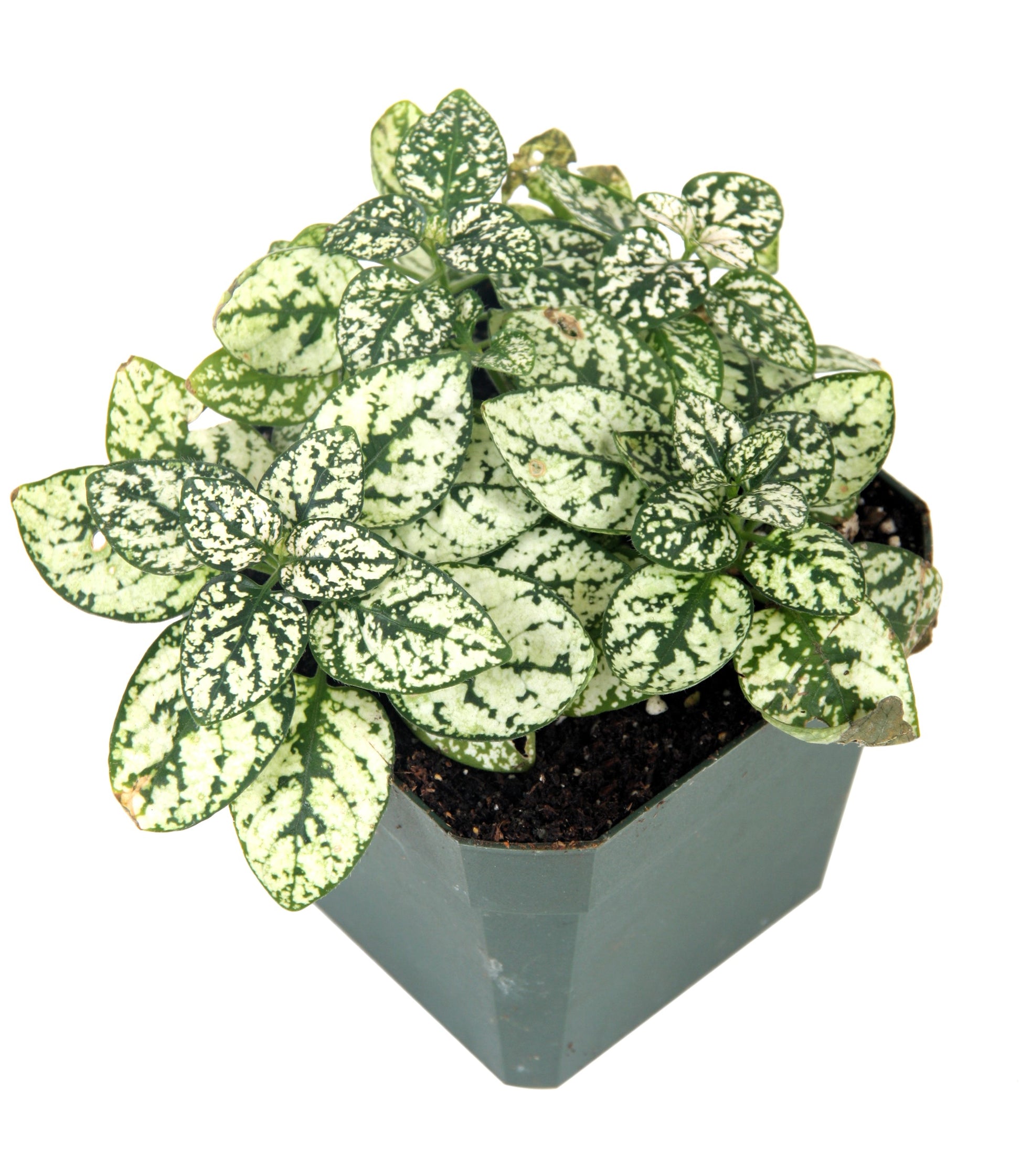 house plant with white dots 10 Dwarf WHITE POLKA DOT PLANT Splash Select Hypoestes Phyllostachya F – Seedville USA