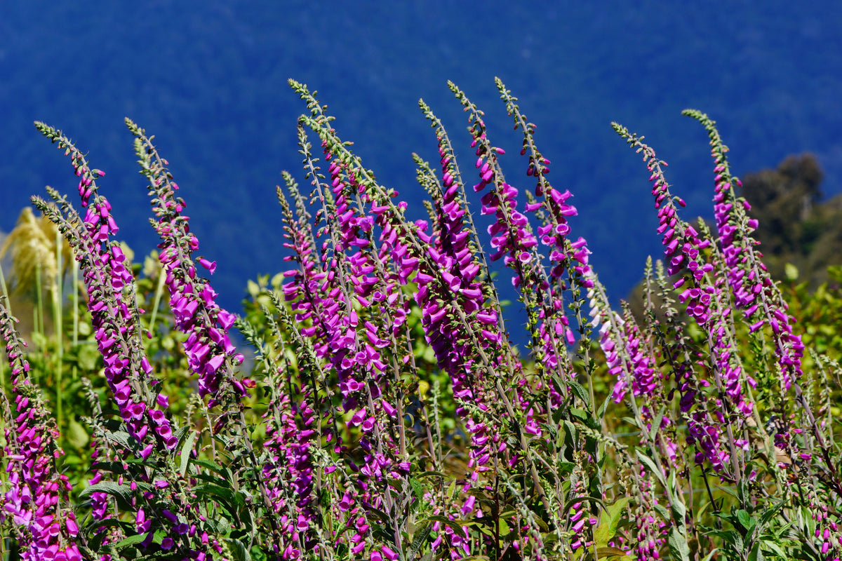 1000 PURPLE FOXGLOVE Digitalis Purpurea Shade Flower Seeds