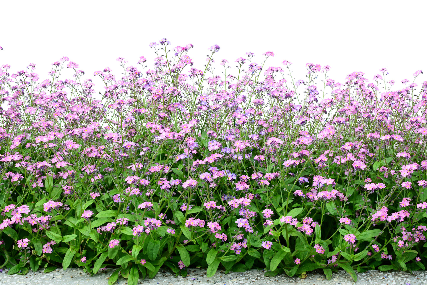 100 Victoria PINK FORGET Me NOT Myosotis Alpestris Shade or Sun Flower Seeds