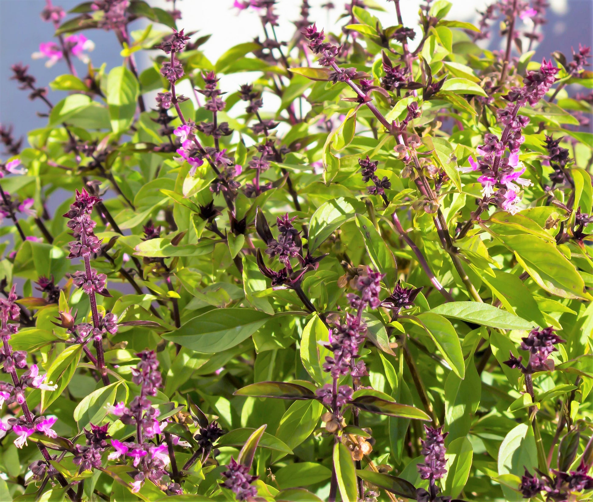 cinnamon basil plants 1000 CINNAMON BASIL Ocimum Basilicum HERB Flower Seeds – Seedville USA