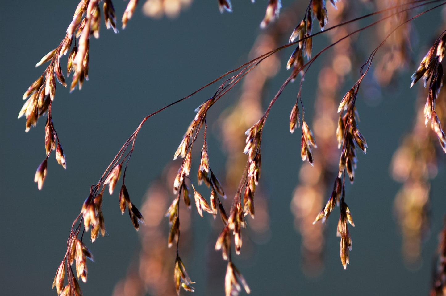 200 TUFTED HAIRGRASS Tussock Grass Deschampsia Cespitosa Moist Ornamental Native Seeds