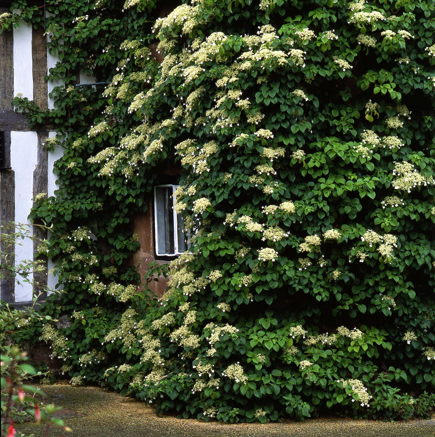 50 CLIMBING HYDRANGEA Anomala Petiolaris Vine Flower Seeds