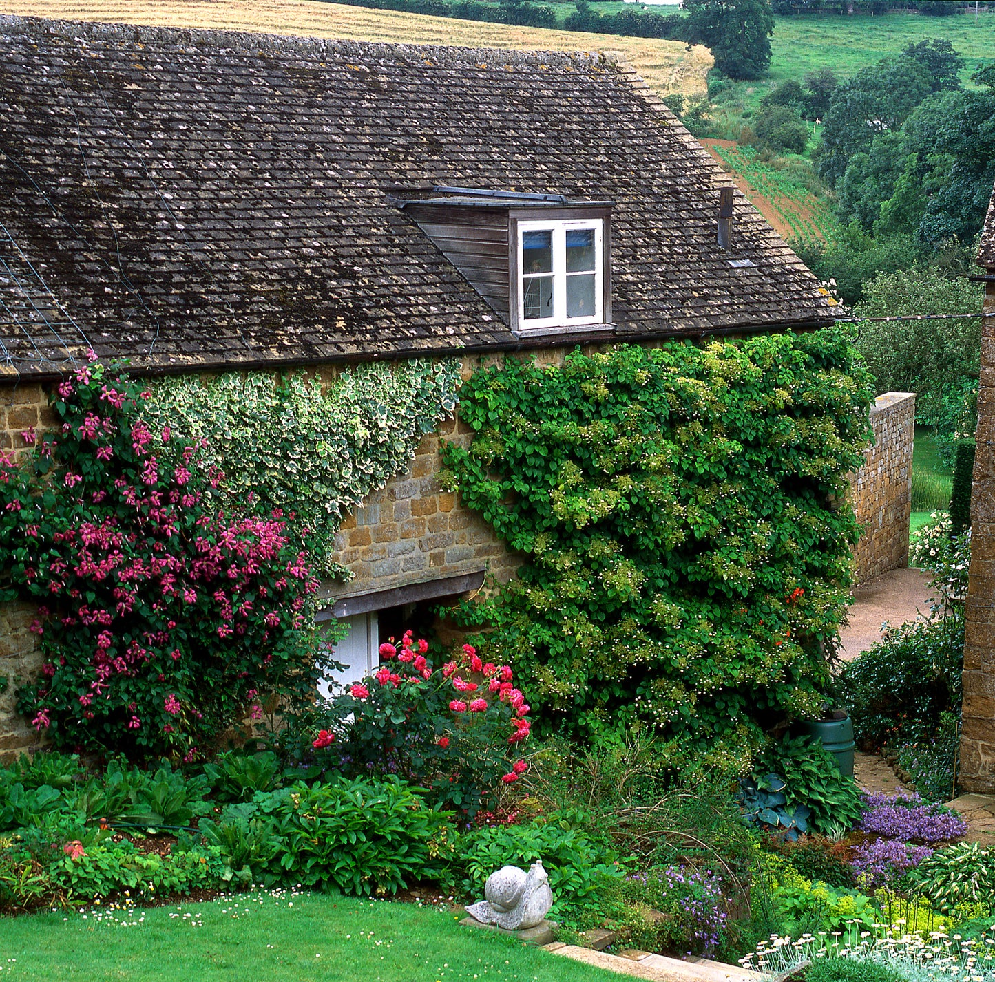 50 CLIMBING HYDRANGEA Anomala Petiolaris Vine Flower Seeds