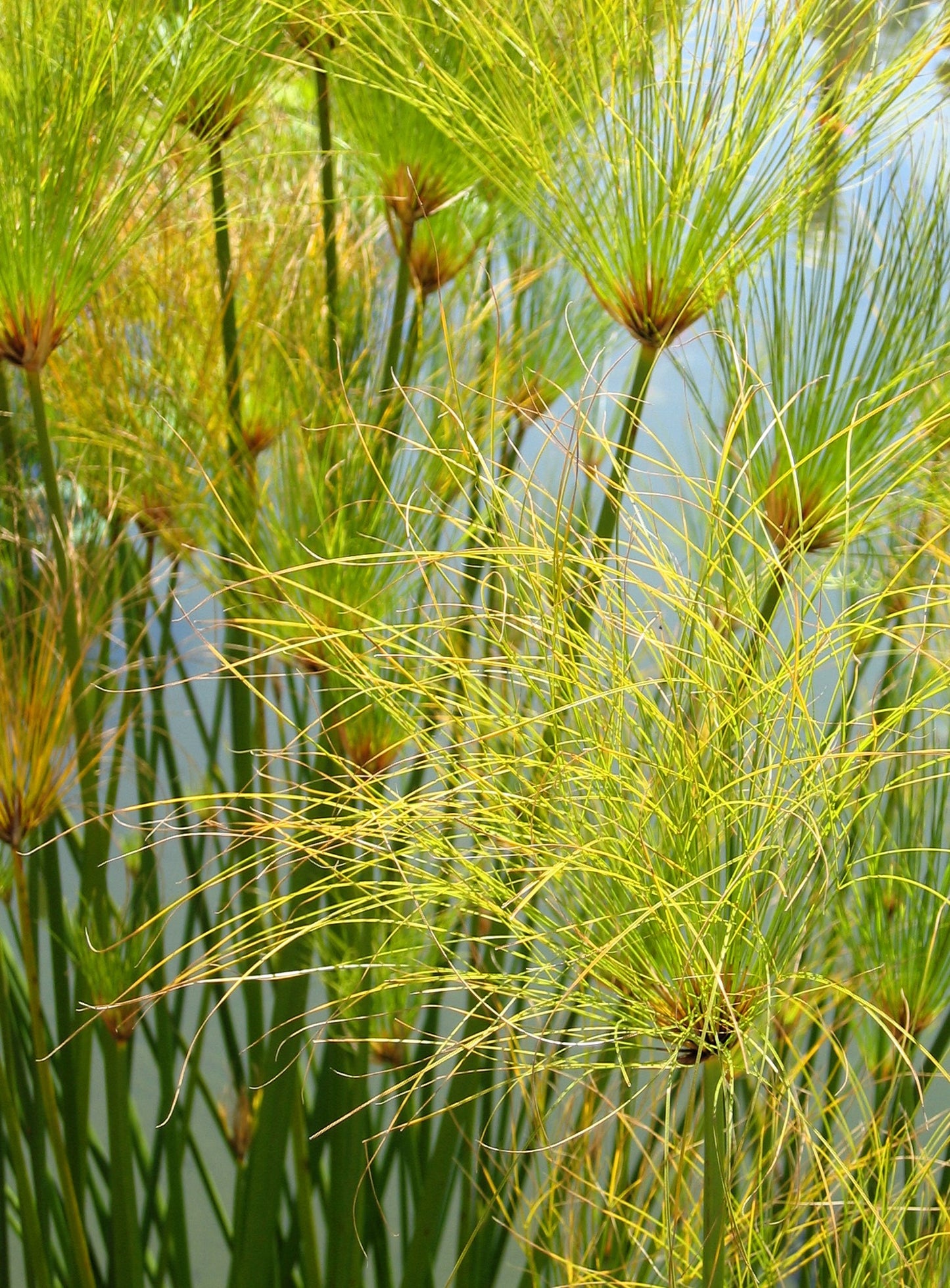 20 Cyperus PAPYRUS Paper Reed Water Plant Egyptian Nile Grass Yellow Flower Seeds