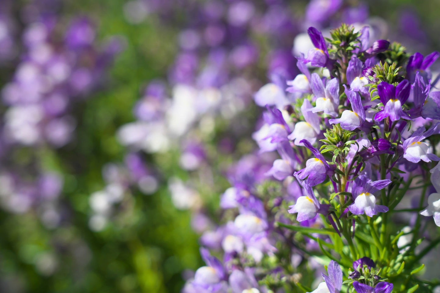2000 BABY SNAPDRAGON Toadflax Linaria Maroccana Flower Seeds