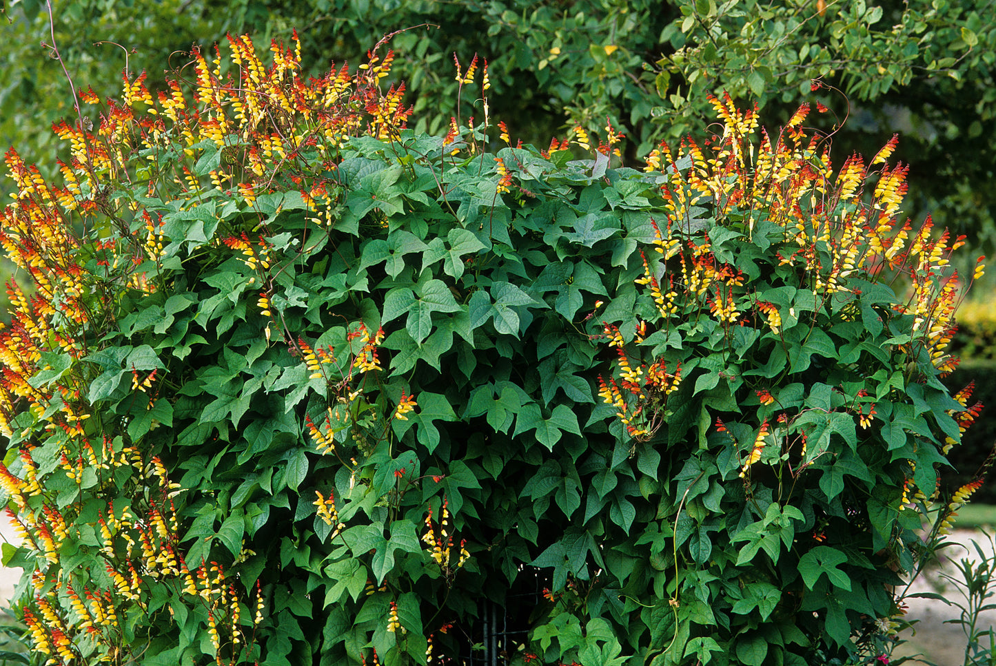 10 FIRECRACKER VINE Flower Mina Lobata Exotic Love Spanish Flag Ipomoea Seeds