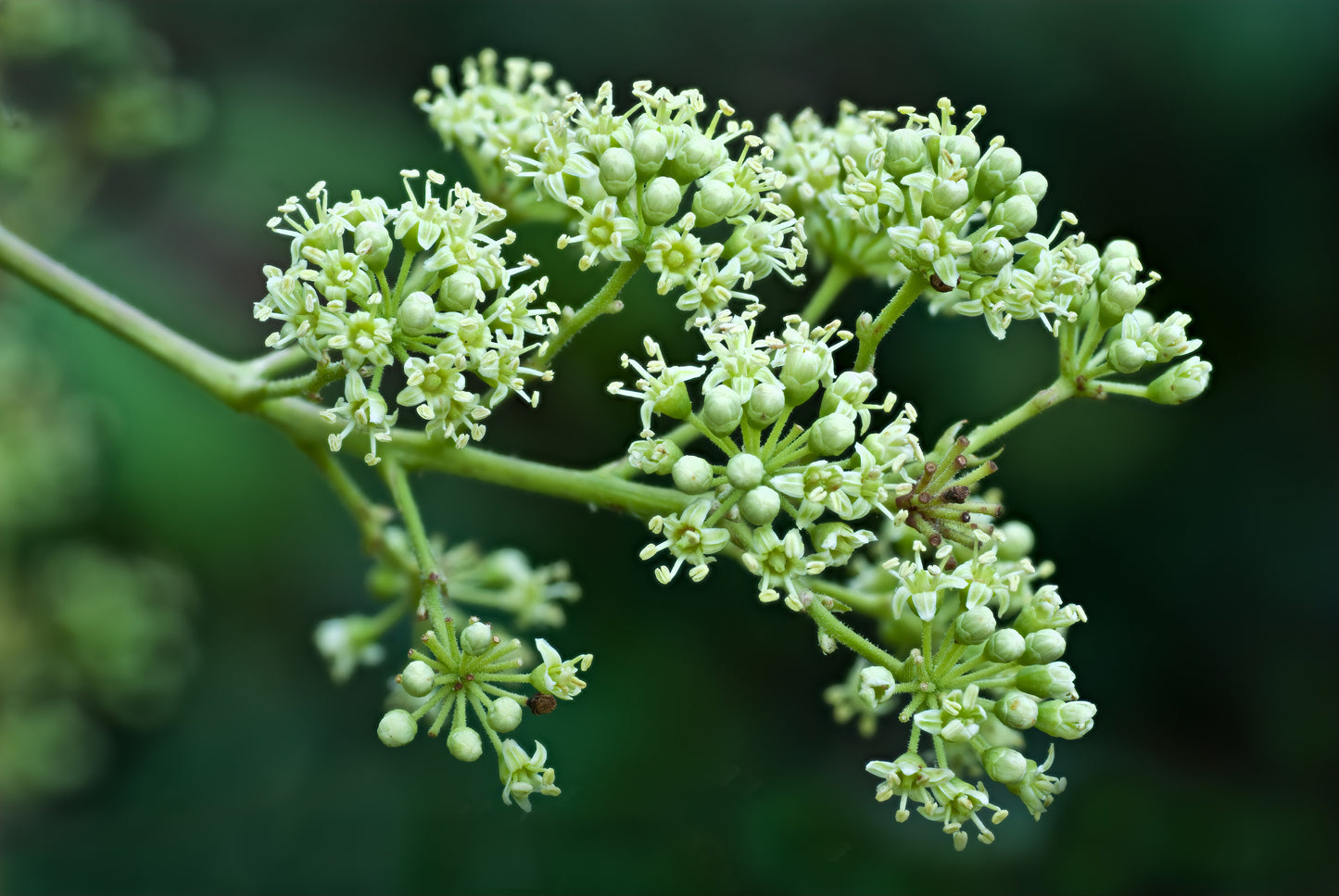 25 DEVIL'S WALKINGSTICK Shrub Flower Prickly Ash Elder Aralia Spinosa Seeds