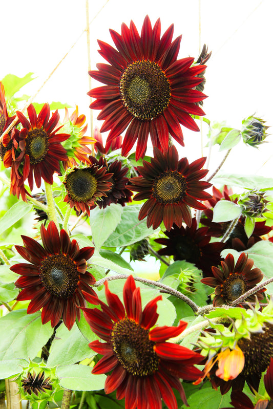 25 Red VELVET QUEEN SUNFLOWER Helianthus Annuus Flower Seeds