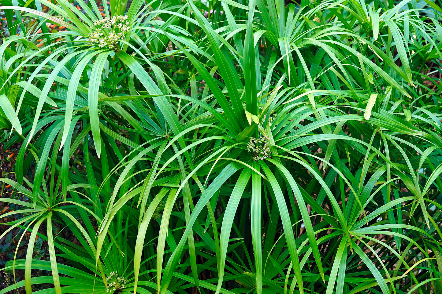 50 UMBRELLA PALM TREE Cyperus Involucratus Papayrus Sedge Seeds